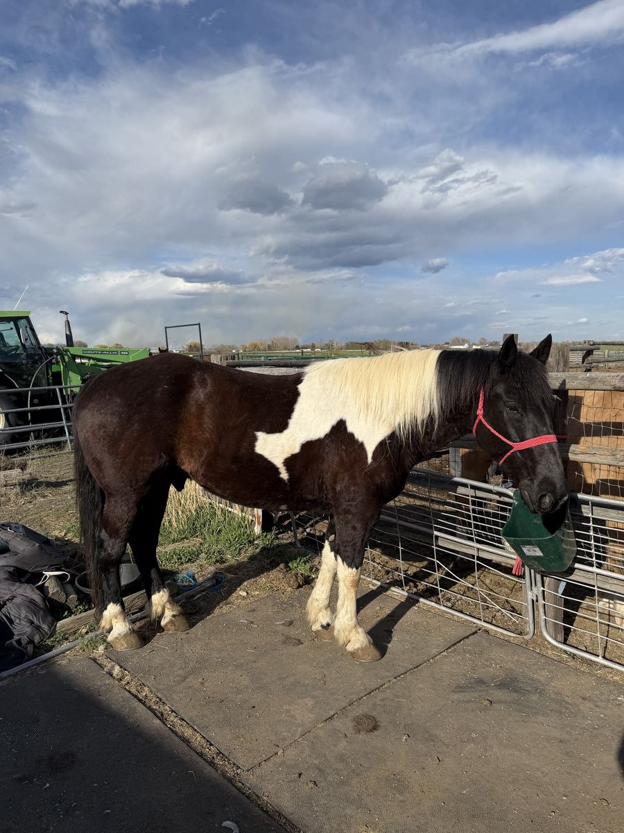 Big, Gentle,  Half Draft Gelding