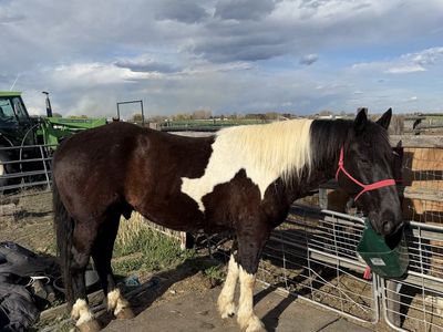 Big, Gentle, Half Draft Gelding