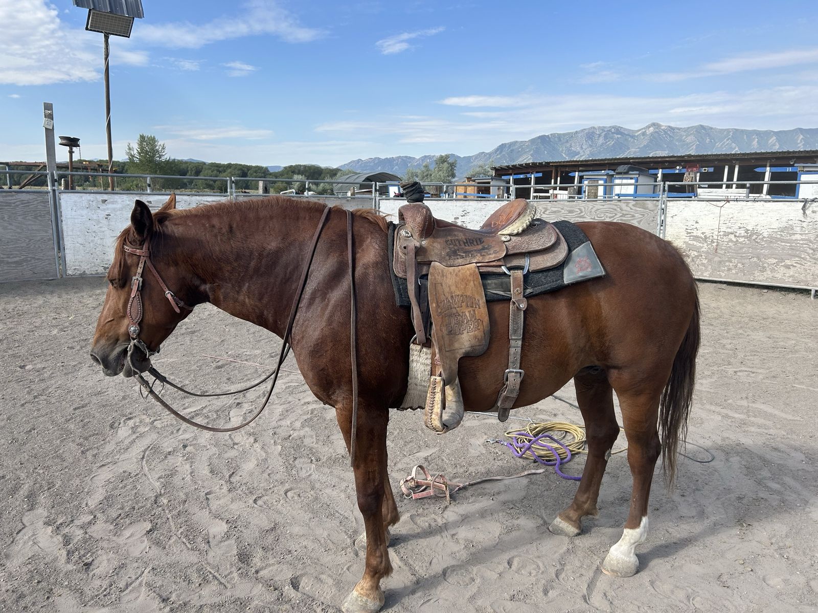 7 year old Grade Kids/Ranch Horse