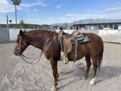 7 year old Grade Kids/Ranch Horse