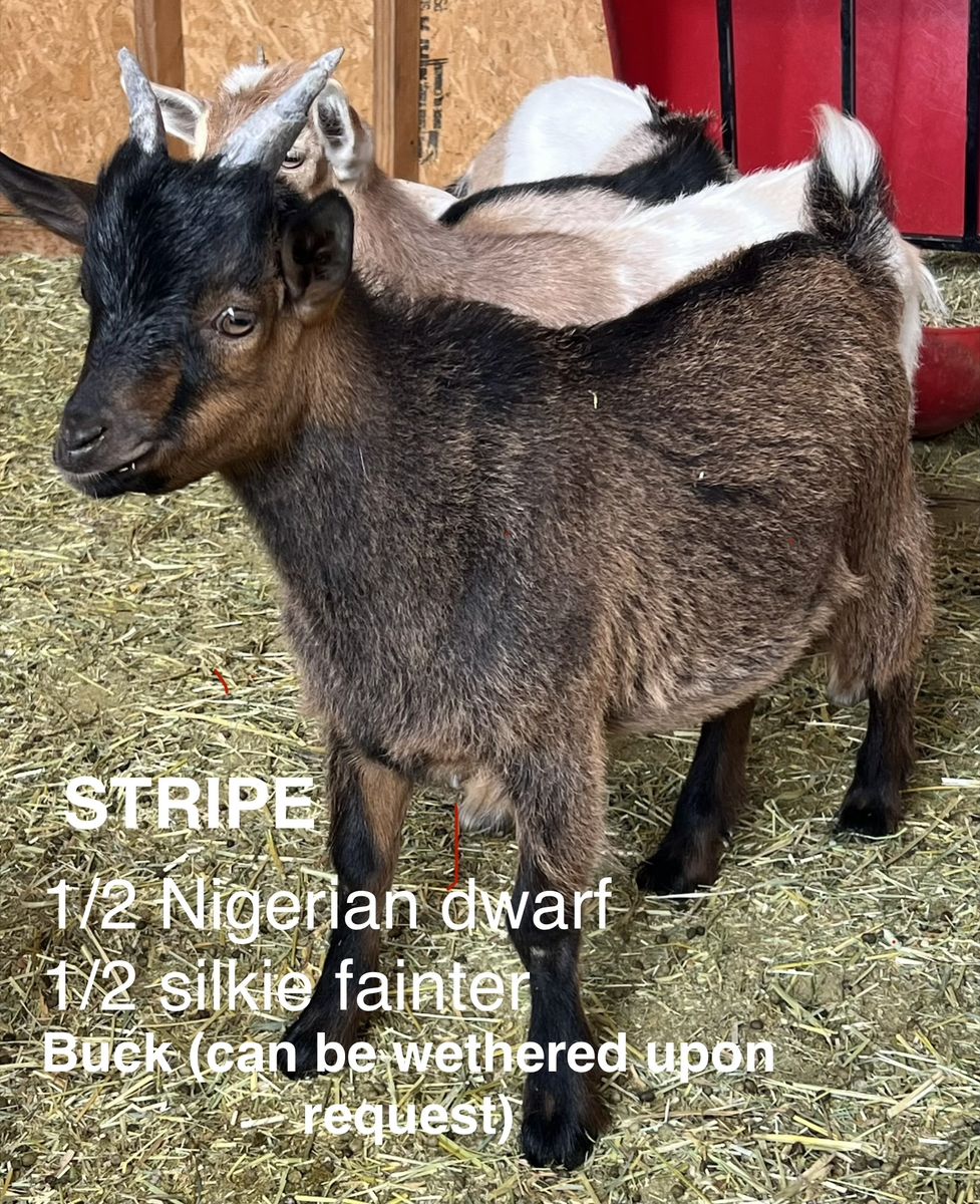 Adorable silky fainter mix goats