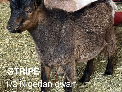 Adorable silky fainter mix goats