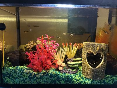 Free Tetra Fish Tank