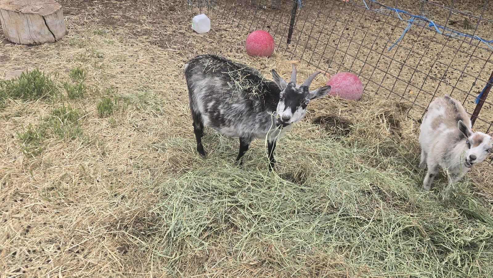 Nigerian Pigmy Goat Nanny - nursing