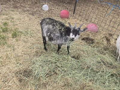 Nigerian Pigmy Goat Nanny - nursing