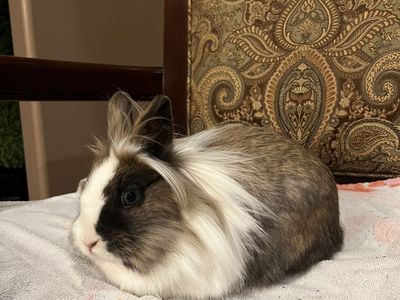 Lionhead Rabbits