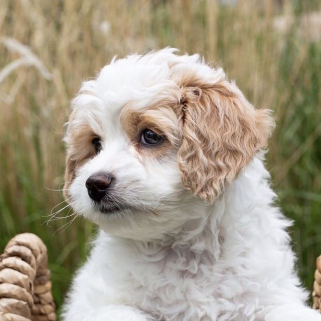 Petite Mini Goldendoodles - chocolate & cream potty trained