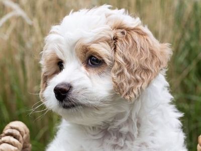 Petite Mini Goldendoodles - chocolate & cream potty trained