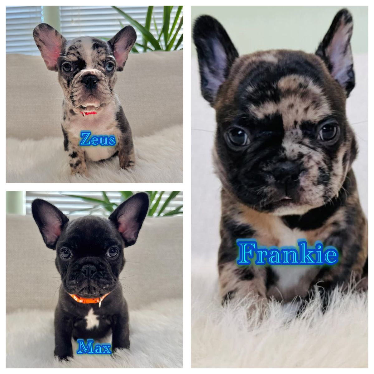 AKC FRENCH BULLDOG PUPPIES