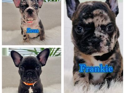 AKC FRENCH BULLDOG PUPPIES