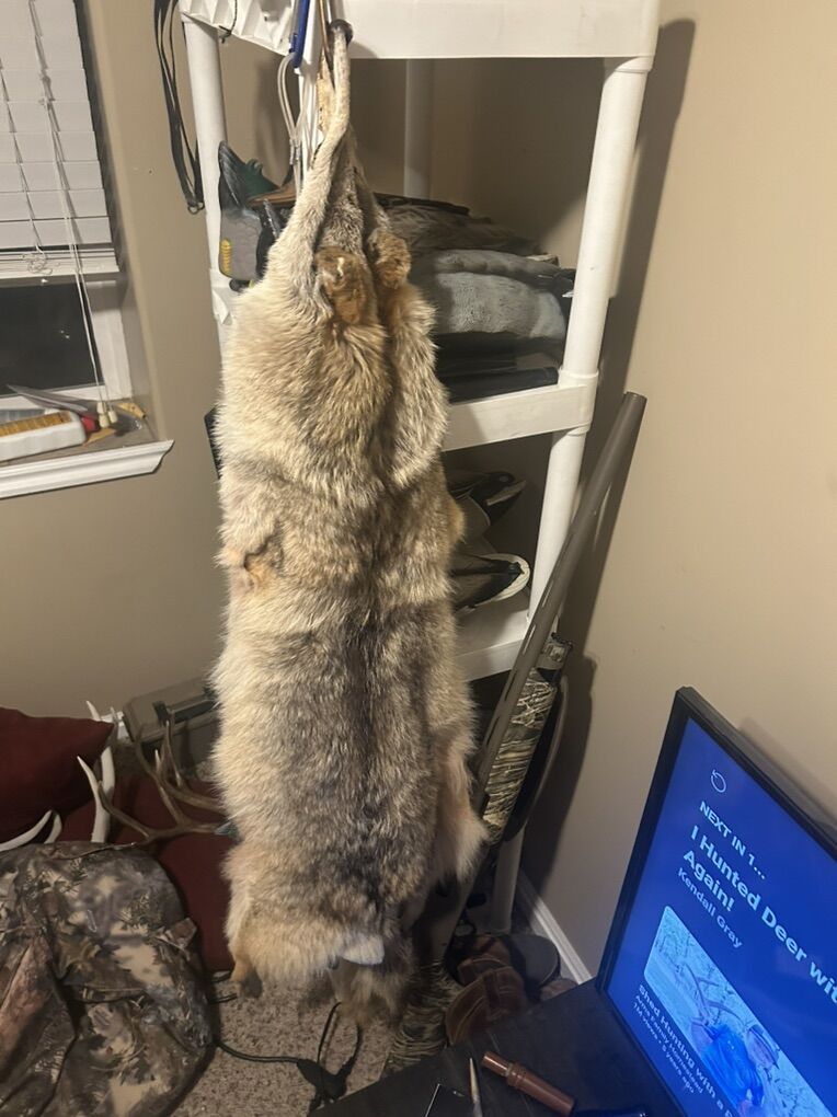 Tanned Coyote Hide