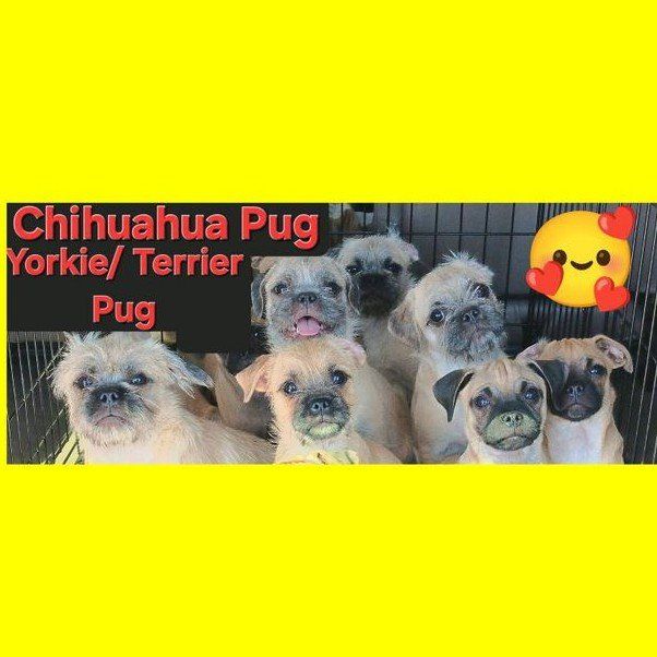 *CUTEST* 2 Chihuahua/ Pug. 5 Yorkie/ Terrier/ Pug *These Rescue Puppies Deserve A Loving Home*