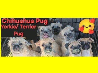 *CUTEST* 2 Chihuahua/ Pug. 5 Yorkie/ Terrier/ Pug *These Rescue Puppies Deserve A Loving Home*
