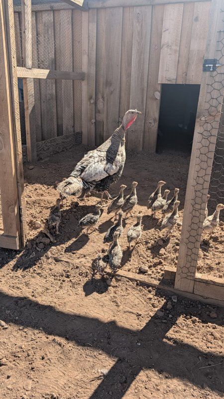 Baby Turkeys for Sale - Healthy Poults Ready for Your Farm
