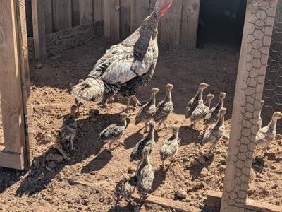 Baby Turkeys for Sale - Healthy Poults Ready for Your Farm