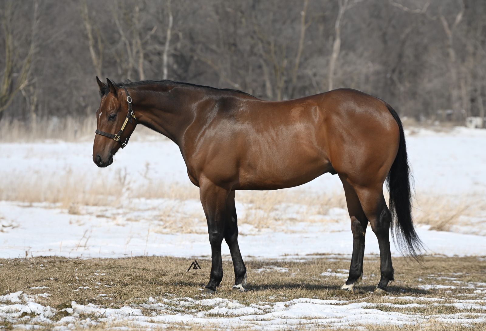 𝟰 𝘆𝗲𝗮𝗿 𝗼𝗹𝗱 𝗔𝗤𝗛𝗔 𝗚𝗲𝗹𝗱𝗶𝗻𝗴 𝗯𝘆 𝗚𝗼𝗼𝗱 𝗖𝗮𝗻𝗱𝘆 𝗣 𝘅 𝗙𝗮𝘃𝗼𝗿𝗶𝘁𝗲 𝗖𝗮𝗿𝘁𝗲𝗹