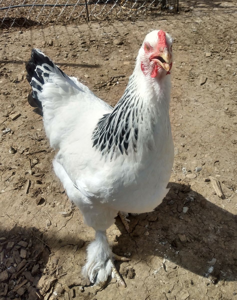 "Phoebe" LIGHT BRAHMA Hen Chicken 8 months old for Sale