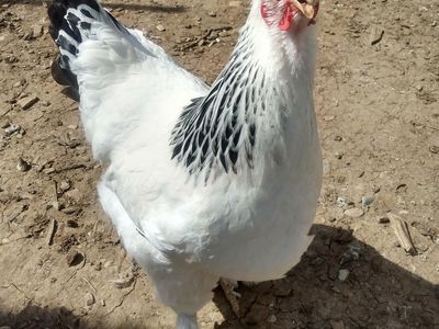 "Phoebe" LIGHT BRAHMA Hen Chicken 8 months old for Sale
