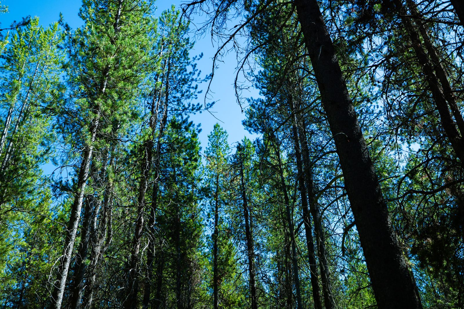 Beautiful Shaded Lot in Ashton Idaho