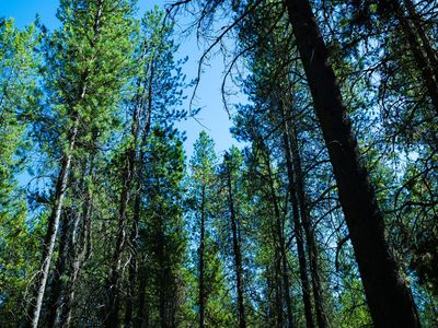 Beautiful Shaded Lot in Ashton Idaho