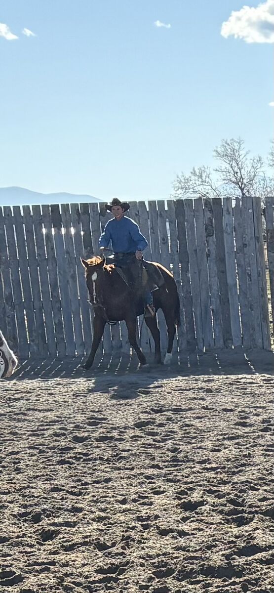 All-around trail and roping prospect.