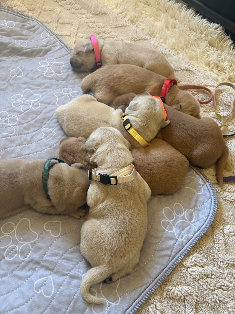 Golden retriever puppies