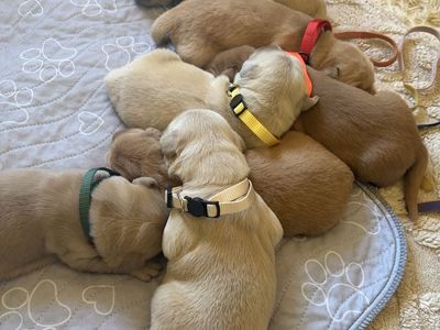 Golden retriever puppies