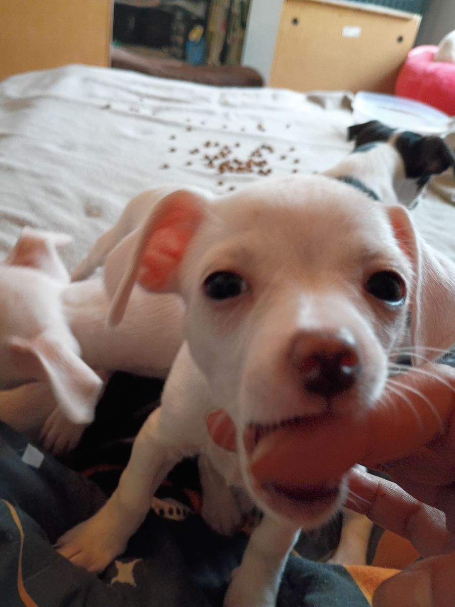 Chihuahua puppies for sale