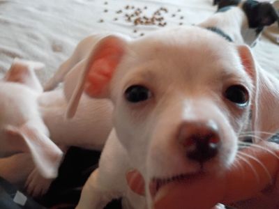 Chihuahua puppies for sale
