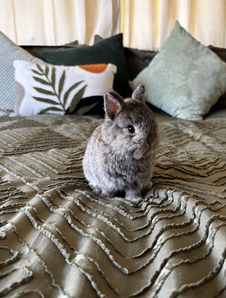 Male Netherland Dwarf bunny