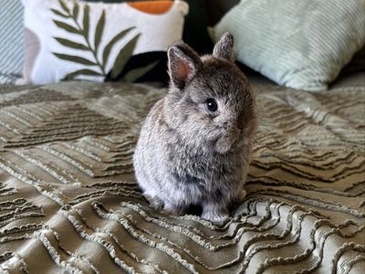 Male Netherland Dwarf bunny
