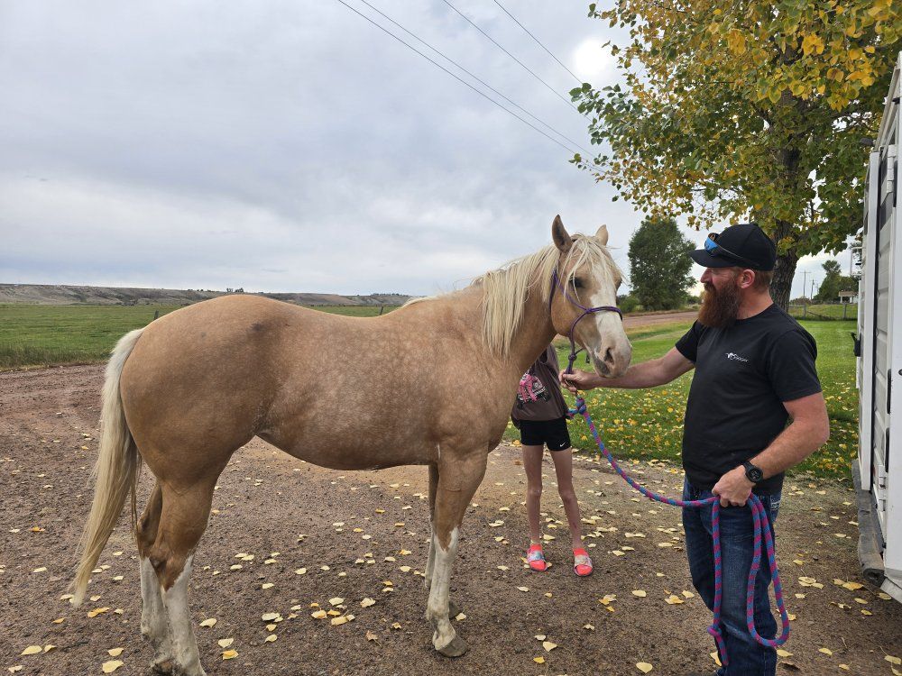 APHA mare