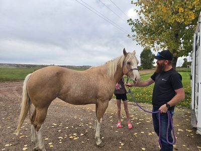 APHA mare
