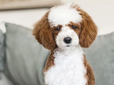 Charlie +/+ Tuxedo Toy Poodle