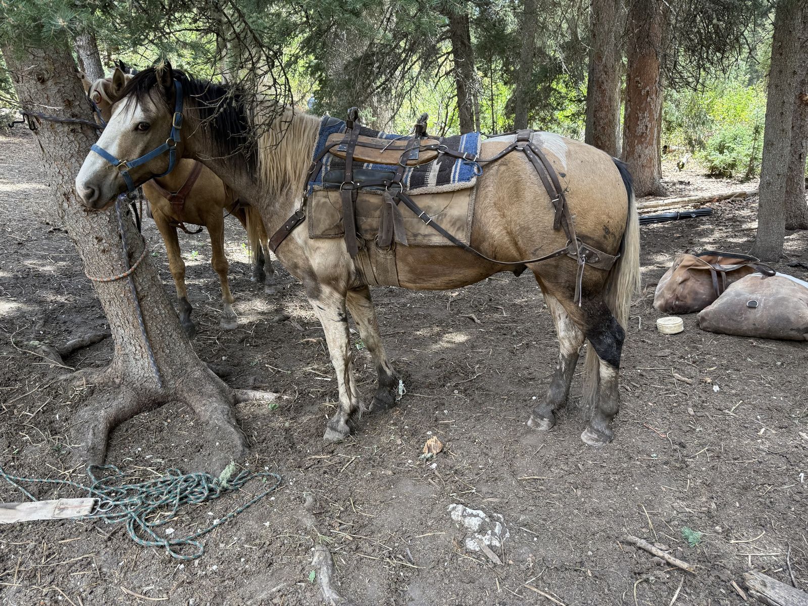 Big Half Draft Tennessee Walker