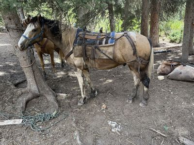 Big Half Draft Tennessee Walker