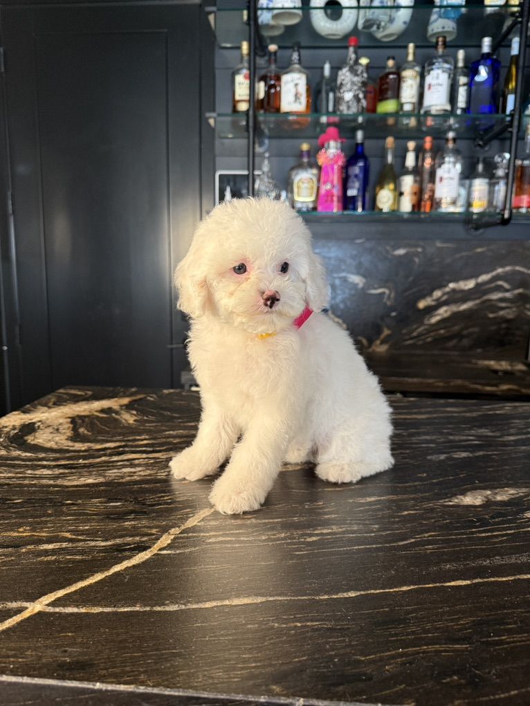 Darling Tiny Trained Cavapoo Girls