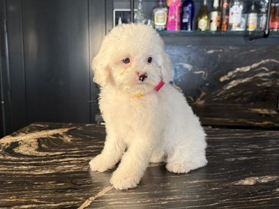 Darling Tiny Trained Cavapoo Girls