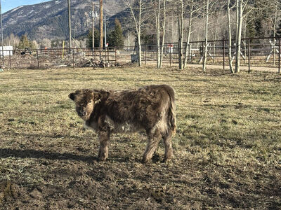 Scottish Highland Dun Heifer
