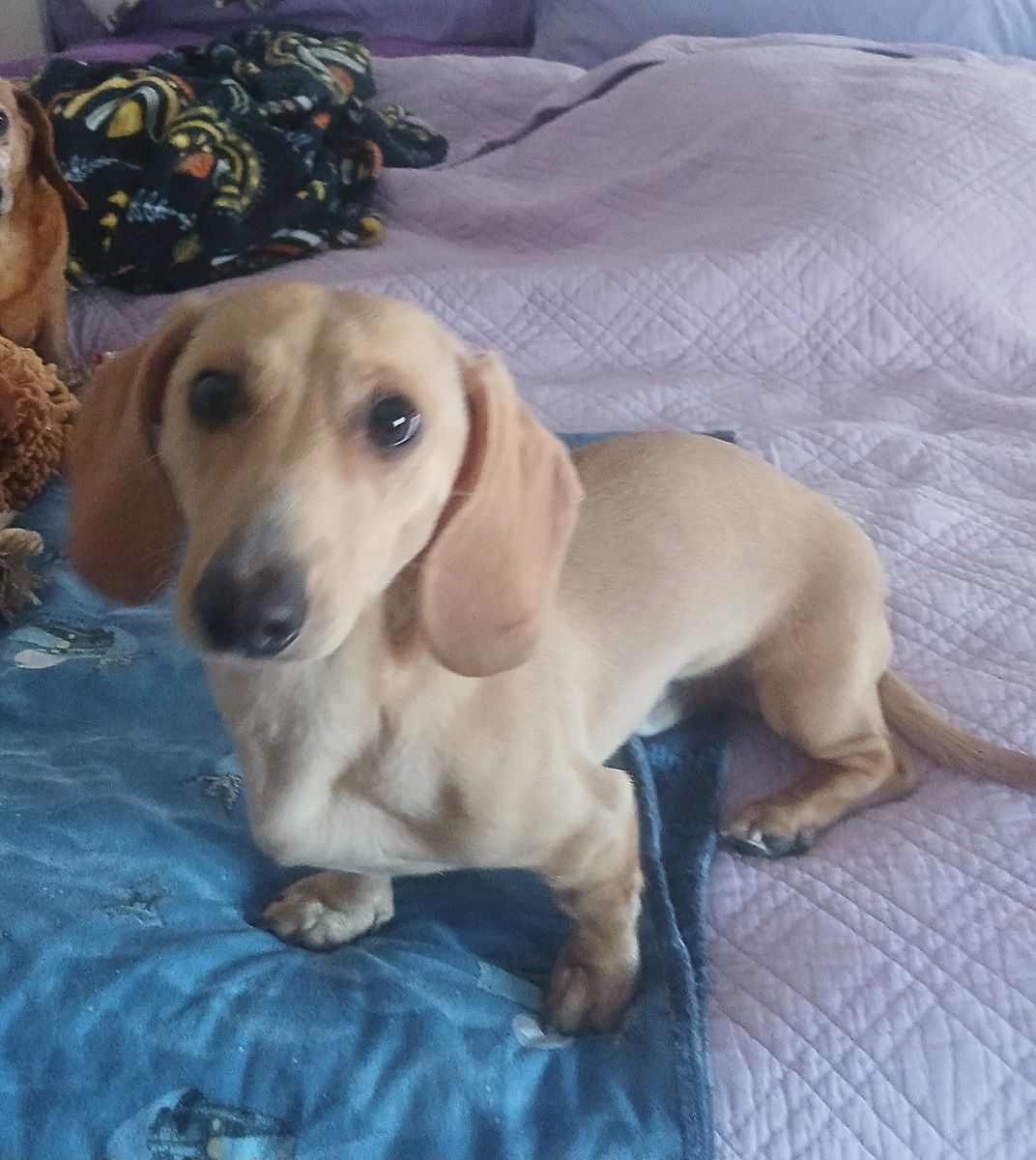Stud for Hire (Dachschund)