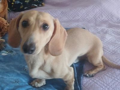 Stud for Hire (Dachschund)