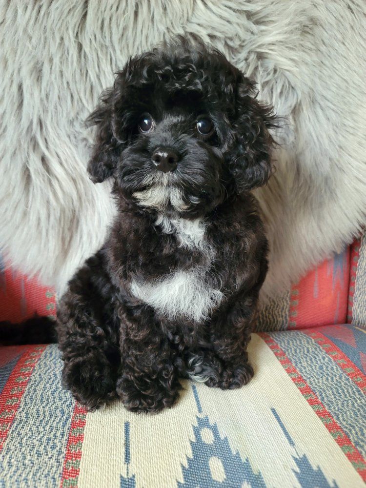 Adorable Black Cavapoo Puppy - Male, Hypoallergenic, Ready for New Home!