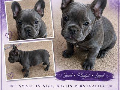 Blue Brindle French Bulldog Puppies - Male & Female, Vet Checked, Family Raised