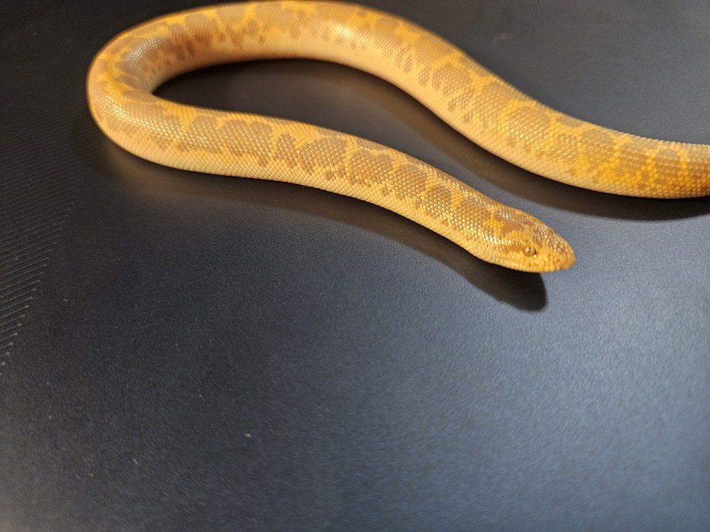 Kenyan Sand Boa - Healthy Live Reptile Pet