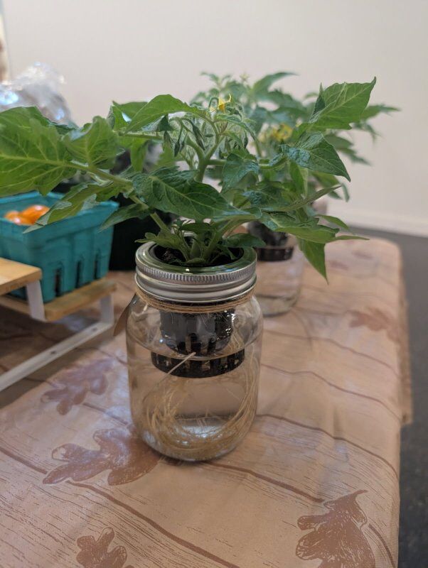 Fresh Hydroponic Mason Jars perfect for countertop