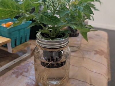 Fresh Hydroponic Mason Jars perfect for countertop