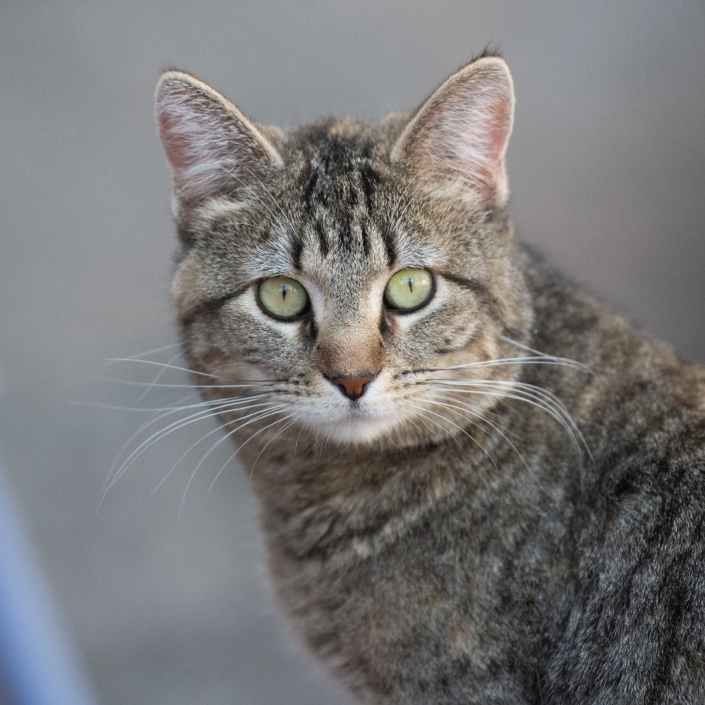 Hello my name is Oggie