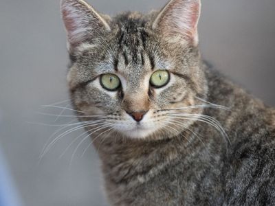 Hello my name is Oggie