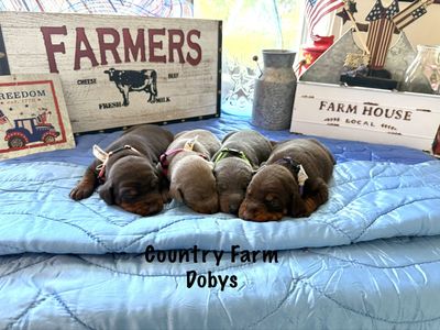 Country Team Doby's AKC Registered puppies