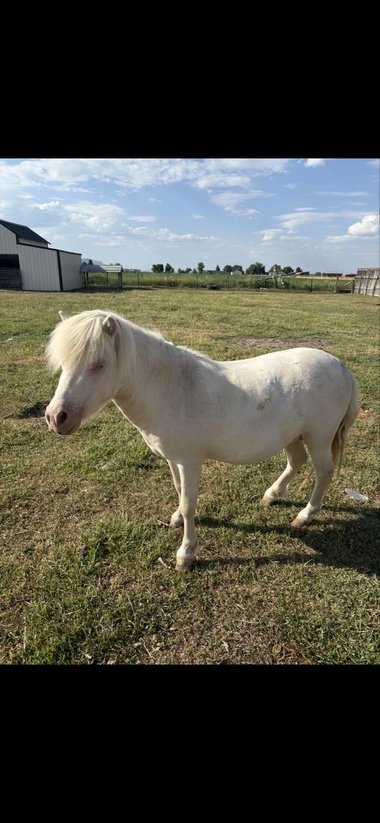 Cremello stallion stud Horse